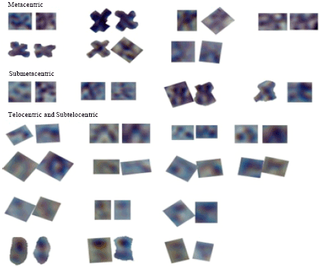 Image for - Development of Karyotyping and Chromosome Banding of Osteobrama belangeri (Pengba Fish)