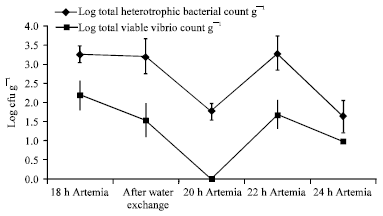 Image for - Effect of Water Exchange to Eliminate Vibrio sp. During the Naupliar Development of Artemia franciscana 