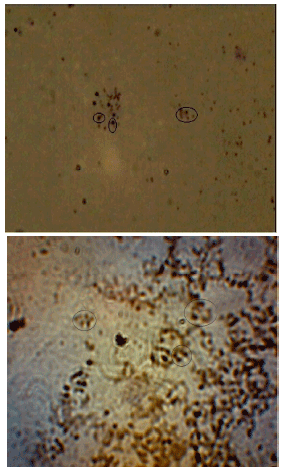 Image for - Development of Karyotyping and Chromosome Banding of Osteobrama belangeri (Pengba Fish)