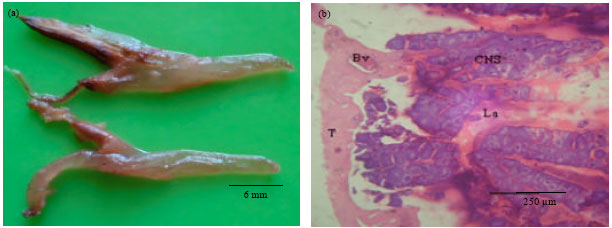 Image for - Microscopic Staging System used in the Identification of Gonad Developmental Stages of Scomberoides lysan