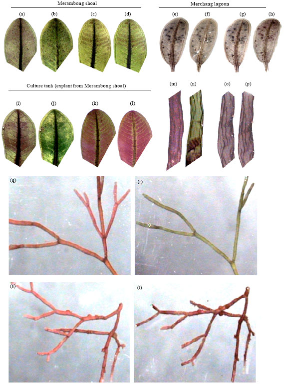 Image for - Purple Coloration in Leaves of Seagrass, Halophila (Hydrocharitaceae)