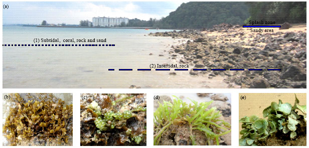 Image for - Intertidal Seaweeds and their Multi-life Forms