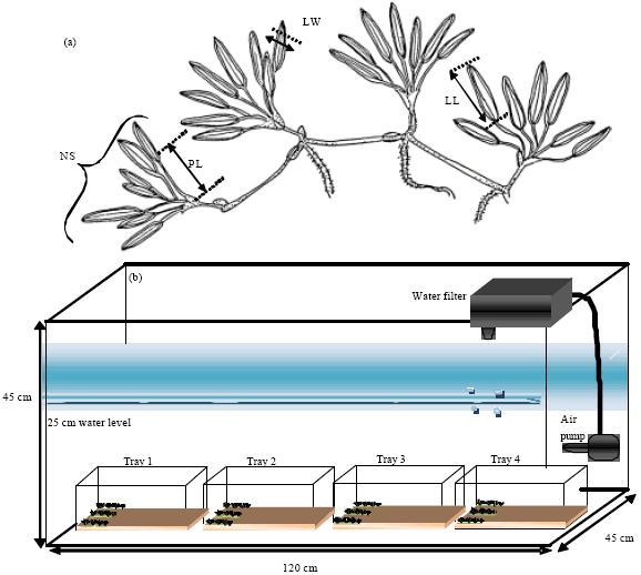 Image for - Halophila beccarii Aschers (Hydrocharitaceae) Responses to Different  Salinity Gradient