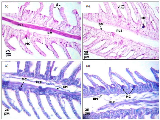 Image for - Effects of Cadmium on Some Histopathological and Histochemical Characteristics of the Kidney and Gills Tissues of Oreochromis niloticus (Linnaeus, 1758) Dietary Supplemented with Tomato Paste and Vitamin E