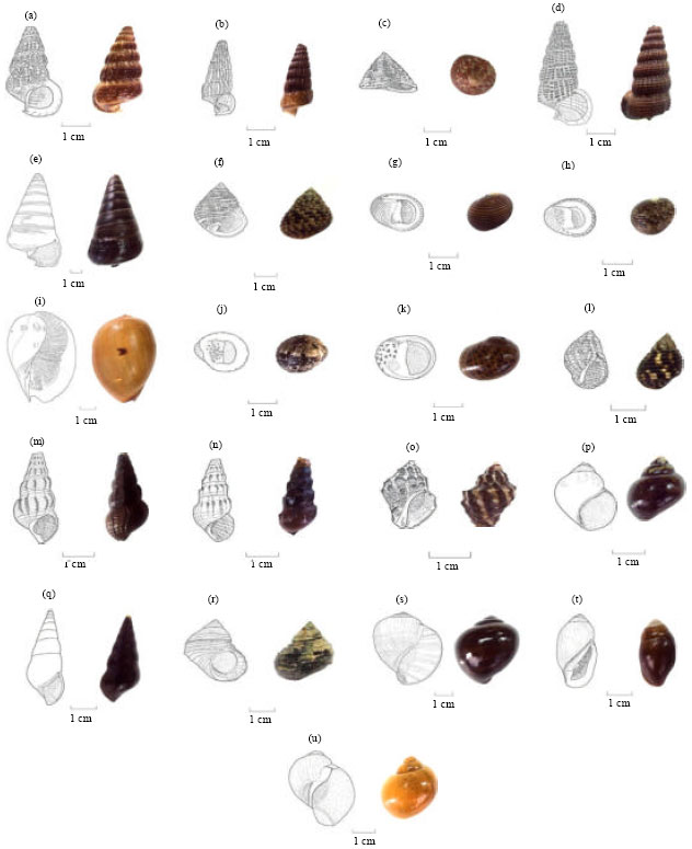 Image for - Checklist and Habitat Descriptions of Edible Gastropods from Sarawak, Malaysia