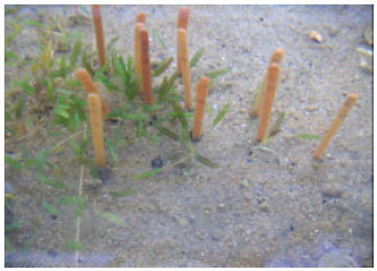 Image for - Halophila beccarii Aschers (Hydrocharitaceae) Responses to Different  Salinity Gradient