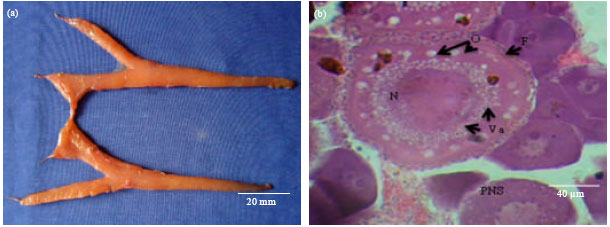 Image for - Microscopic Staging System used in the Identification of Gonad Developmental Stages of Scomberoides lysan