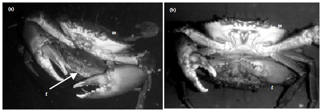 Image for - Effect of Water Salinity on Mating Success of Orange Mud Crab, Scylla olivacea (Herbst, 1796) in Captivity