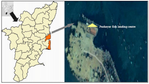 Image for - Maturation and Spawning of Commercially Important Penaeid Shrimp Penaeus monodon Fabricus at Pazhayar Tamil Nadu (South East Coast of India)
