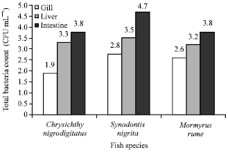 Image for - Comparison of Microbiological and Proximate Analysis of Synodontis nigrita,  Chrysichthys nigrodigitatus and Mormyrus rume in Olomore Market,  Abeokuta, Ogun State, Nigeria