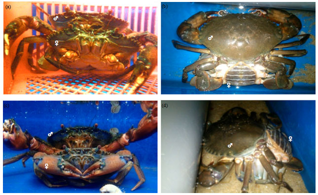 Image for - Mating Success of Hybrid Trials Between Two Mud Crab Species, Scylla  tranquebarica and Scylla olivacea