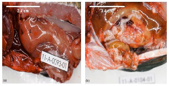 Image for - Histological Changes of Liver in Overfed Young Nile Tilapia