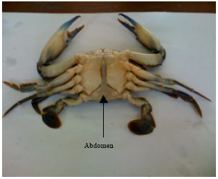 Image for - The Biology of Gladiator Swim Crab (Callinectes pallidus)from Ojo  Creek, Southwestern Nigeria