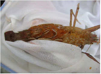 Image for - Re-maturation of Spent Female Broodstock of Macrobrachium vollenhovenii Fed Trash Fish