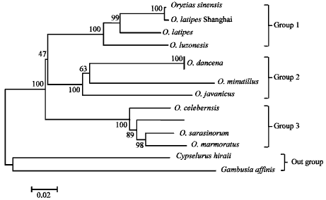 Specific Primers of Oryzias javanicus, O. dancena, O. minutillus and O ...