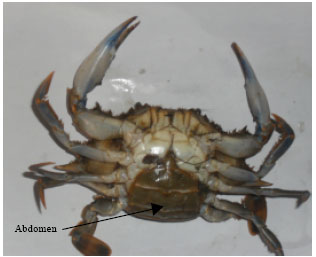 Image for - The Biology of Gladiator Swim Crab (Callinectes pallidus)from Ojo  Creek, Southwestern Nigeria