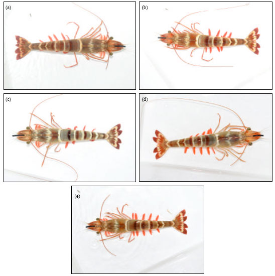 Image for - Maturation and Spawning of Commercially Important Penaeid Shrimp Penaeus monodon Fabricus at Pazhayar Tamil Nadu (South East Coast of India)