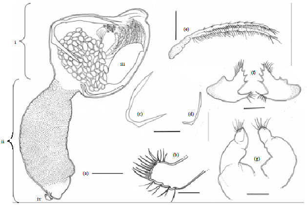 Image for - Morphological Description of Pedunculate Barnacle Octolasmis angulata (Aurivillius, 1894) on Wild Mud Crab Genus Scylla from Setiu Wetland, Terengganu Coastal Water, Malaysia