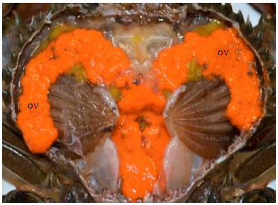 Image for - Artificial Crablets Production of Orange Mud Crab, Scylla olivacea (Herbst, 1796) Through in-vitro Fertilization Technique