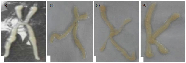 Image for - Effect of Water Salinity on Ovarian Maturation Stages and Embryonic Development of Mud Spiny Lobster, Panulirus polyphagus