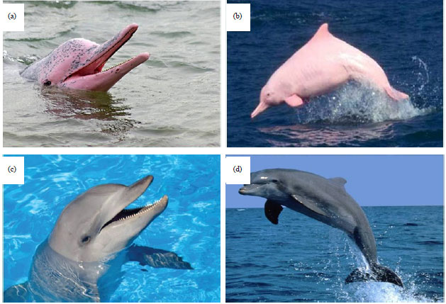 Image for - Synopsis on the Most Common Pathologies of Dolphins