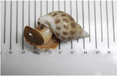 Image for - Sensory Evaluation of Hatchery-Reared Spotted Babylon (Babylonia areolata) and the Effects of Chilled Storage (4°C) on the Main Sensory Attributes