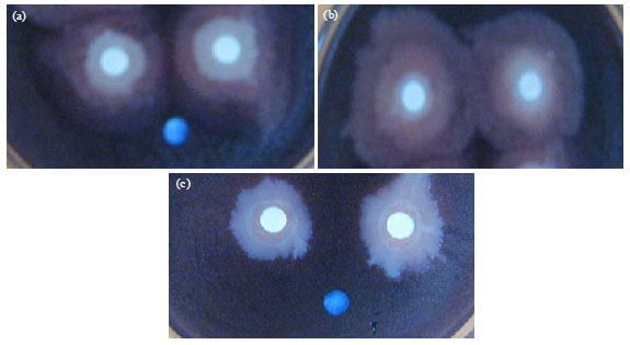 Image for - Potential of Bacillus sp., as a Producer of AHL Lactonase and its Application as a Probiotic for the Prevention of Mas in Catfish (Clarias gariepinus)