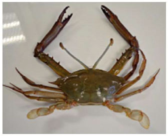 Image for - Biological Features of Sentinel Crab Podophthalmus vigil (Fabricus, 1798) in Terengganu Coastal Water, Malaysia