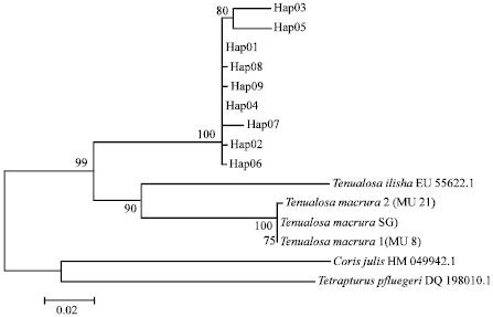 Image for - Mitochondrial DNA Diversity of Terubok (Tenualosa toli) from Daro and Mukah, Sarawak Inferred by Partial Cytochrome b (Cyt-B)