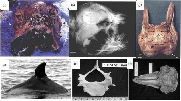 Image for - Synopsis on the Most Common Pathologies of Dolphins