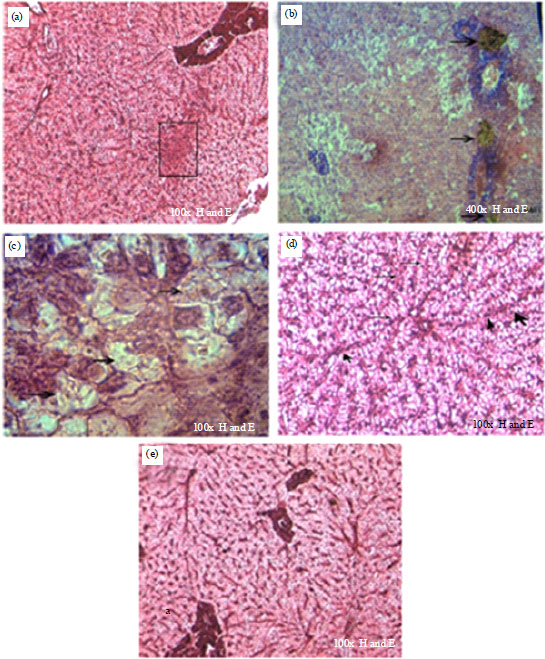 Image for - Histopathology and Biochemical Analysis of Common Carp (Cyprinus carpio) Exposed to Sublethal Concentrations of Carboxin-thiram (Vitavax Thiram)