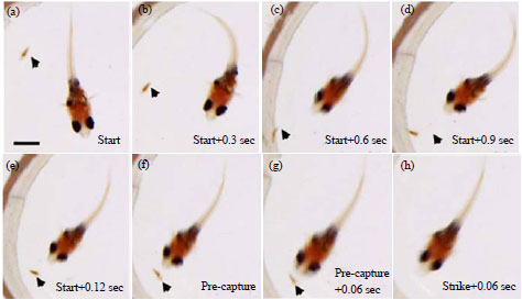 Image for - Initial Feeding Behaviour, Eye Structure and Effect of Colours on Prey Capture Rates of Betta splendens Larvae