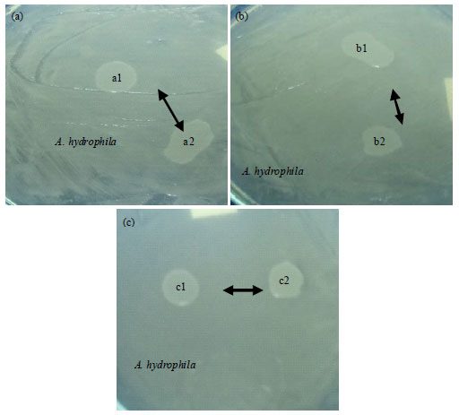 Image for - Potential of Bacillus sp., as a Producer of AHL Lactonase and its Application as a Probiotic for the Prevention of Mas in Catfish (Clarias gariepinus)