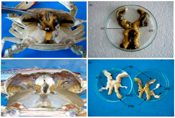 Image for - Some Aspects of Reproductive Biology of Blue Swimming Crab (Portunus pelagicus (Linnaeus, 1758)) Under Laboratory Conditions