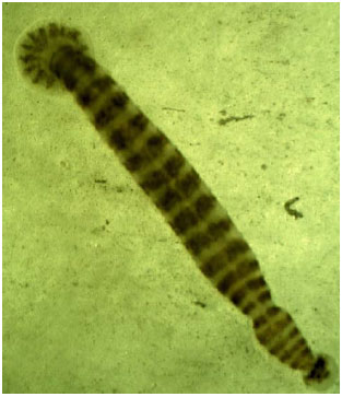 Image for - First Record of Piscicola geometra (Annelida, Hirudinea) on some Species of Cyprinidae from Euphrates-Tigris Basin in Turkey