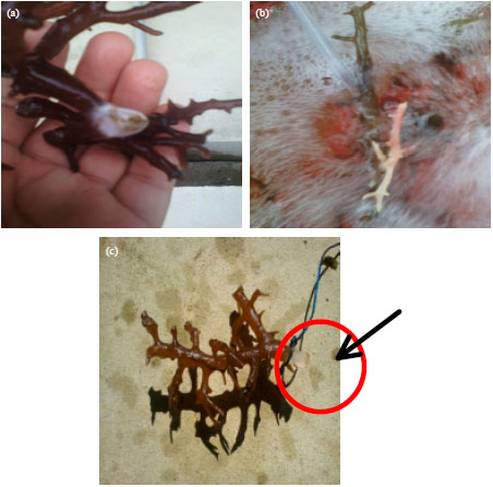 Image for - Performance of Red Seaweed (Kappaphycus sp.) Cultivated Using Tank Culture System