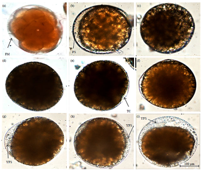 Image for - Artificial Crablets Production of Orange Mud Crab, Scylla olivacea (Herbst, 1796) Through in-vitro Fertilization Technique