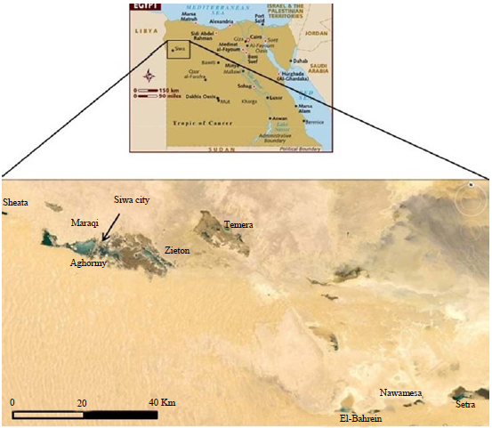 Image for - Heavy Metal Concentrations in Cyanobacterial Mats and Underlying Sediments in Some Northern Western Desert Lakes of Egypt