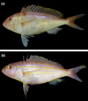Image for - Preliminary Study on the Morphology and Biology of Coexist Nemipterus furcosus and Nemipterus tambuloides from Terengganu Waters, Peninsular Malaysia