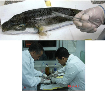 Image for - Future Prospects of Biosecurity Strategies in Egyptian Fish Farms