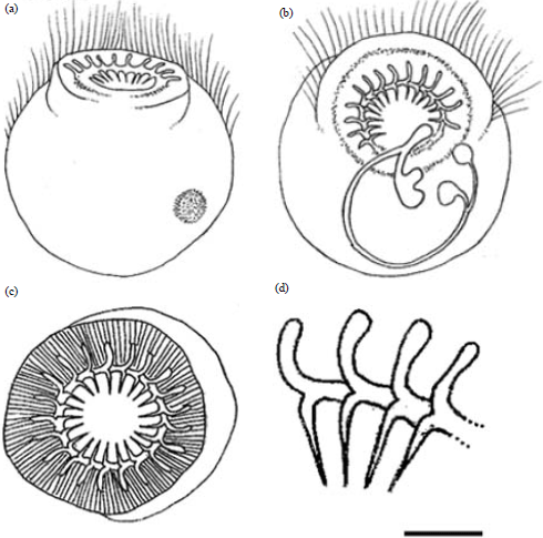 Image for - New Report on Trichodiniasis (Protozoa: Ciliophora: Peritrichida) in Jade Perch; Scortum barcoo from Peninsular Malaysia