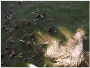 Image for - Future Prospects of Biosecurity Strategies in Egyptian Fish Farms