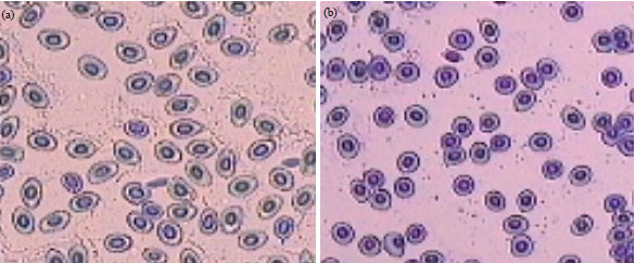 Image for - It is all in the Blood: Erythrocyte Characterization of Triploid and Diploid African Catfish, Clarias gariepinus