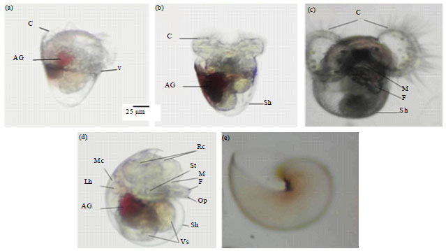 Image for - Spawn and Early Larval Development of Spanish Dancer Nudibranch Hexabranchus sanguineus (Rüppell and Leuckart, 1828) (Gastropoda: Nudibranchia)