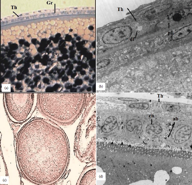 Image for - Lipid Classes, Fatty Acid Profile and Histology of Ovaries of Parent and Progeny of Oreochromis niloticus Reared in Aquaponic System