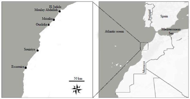 Image for - First Records of Onchidella celtica (Gastropoda: Pulmonata) from Atlantic Rocky Shores of Morocco