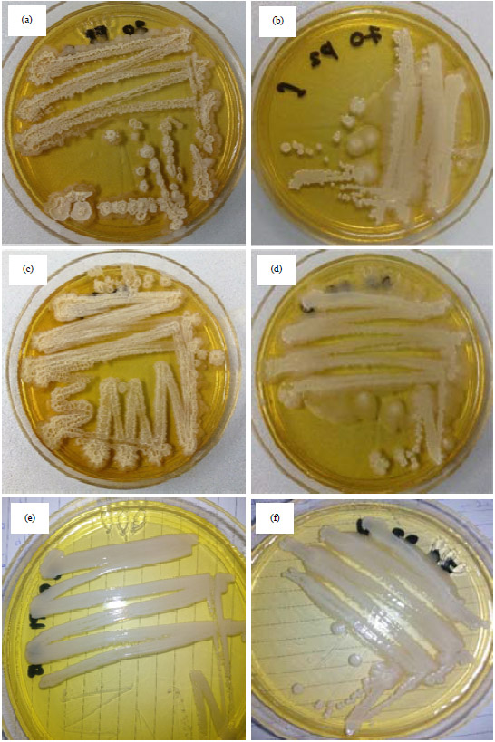 Image for - Consortium of Bioflocculant-Producing Bacteria as Inoculum on Flocculation Process for Sustainable Production of Pacific Whiteleg Shrimp, Penaeus vannamei
