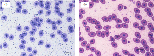 Image for - Cell Axis Ratio a Standardized Approach for Normal Erythrocyte Shape Determination in Fishes