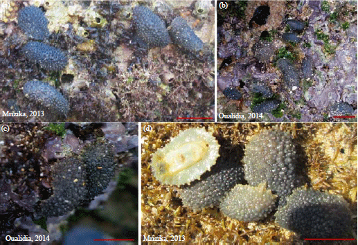Image for - First Records of Onchidella celtica (Gastropoda: Pulmonata) from Atlantic Rocky Shores of Morocco