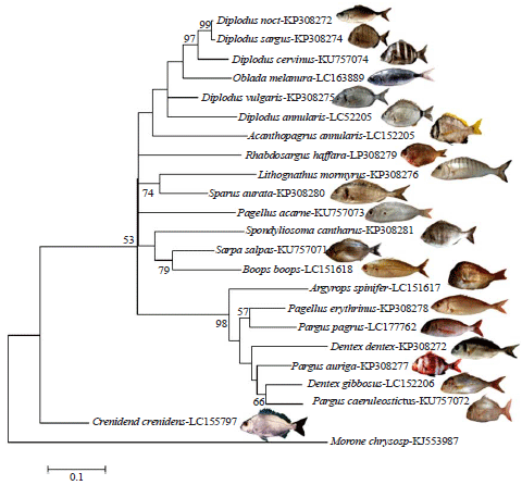 Image for - Phylogeny and DNA Barcoding of the Family Sparidae Inferredfrom Mitochondrial DNA of the Egyptian Waters